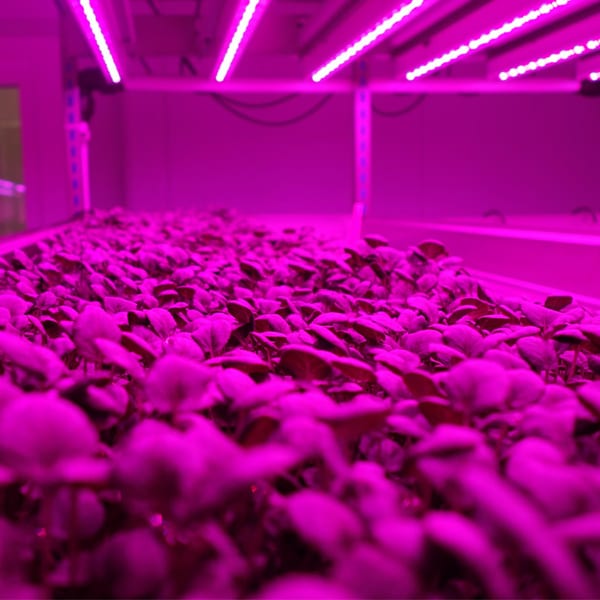 LED augalų auginimo lempa dėklas